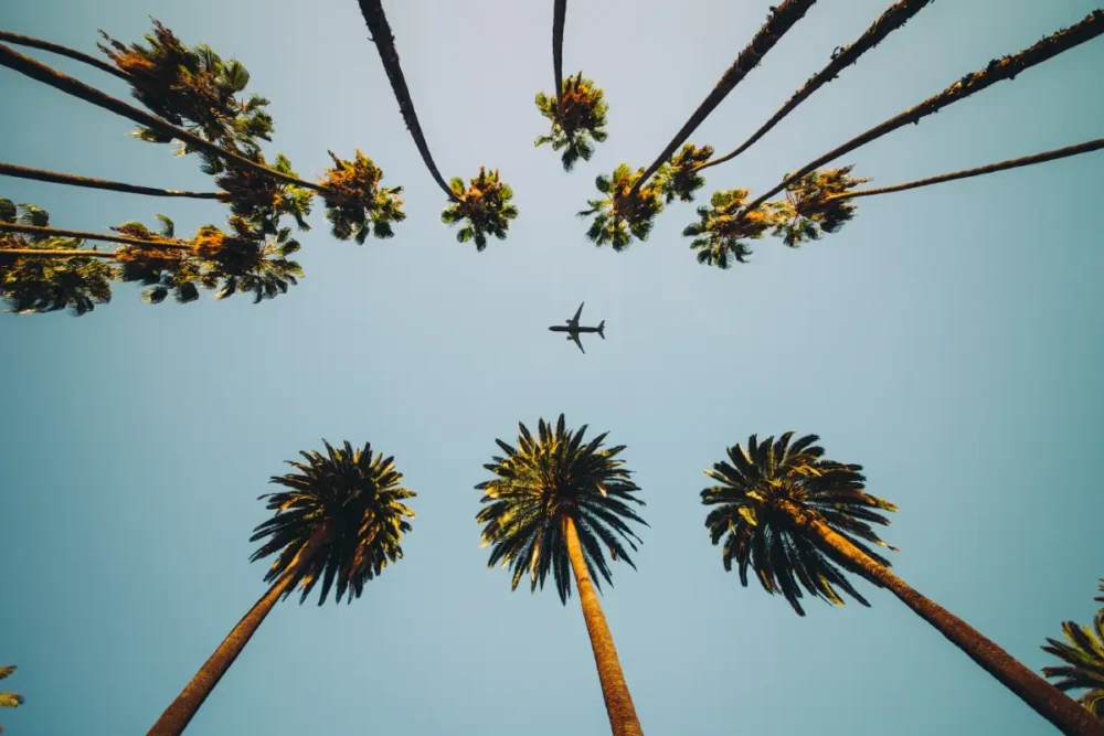 imagem-de-aviao-sobrevoando-palmeira