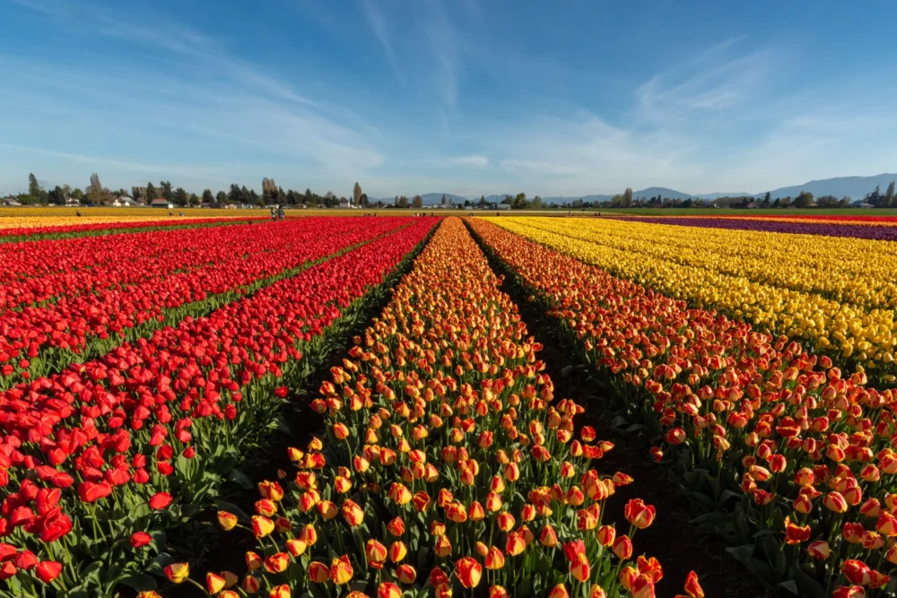 Skagit Valley