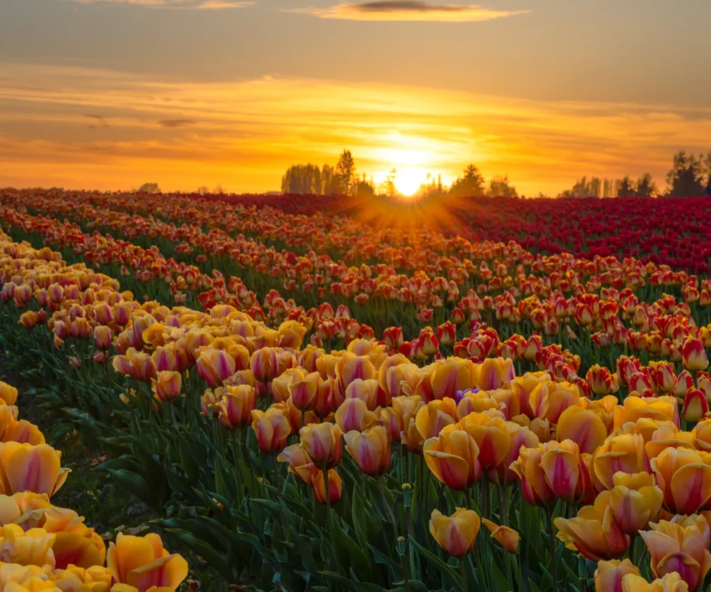 Skagit Valley 