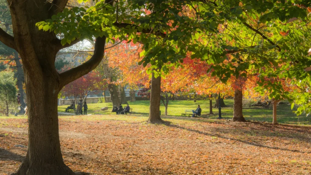 prospect park