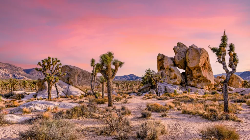 Joshua Tree